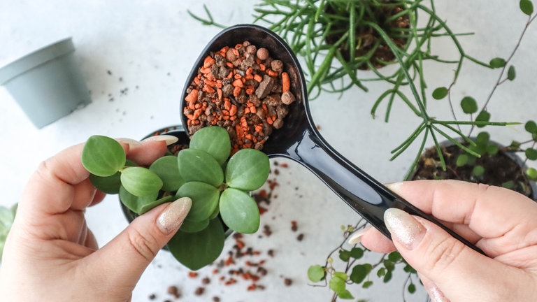 Nun wird die Erde oder das Granulat in die Dosen gefüllt. Achtung - genügend Platz für die Pflanze lassen. Ideal für die Blechdosen sind luftreinigende Pflanzen, die Schadstoffe aus der Luft filtern und das Raumklima verbessern. Efeututen, Grünlilien, Sansevieria (Bogenhanf), Friedenslilien oder Aloe Vera sind nicht nur pflegeleicht, sondern auch effektive Luftreiniger. Diese Pflanzen absorbieren CO₂ und andere Schadstoffe wie Formaldehyd und Benzol.