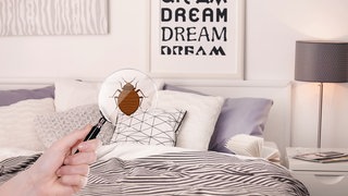 Bettwanzen durch eine Lupe, Bett im Hintergrund