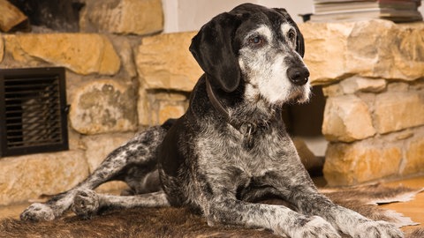 Haustier älter und alt - darauf sollten Sie achten