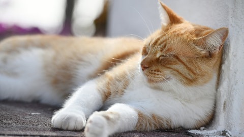 Haustier älter und alt - darauf sollten Sie achten