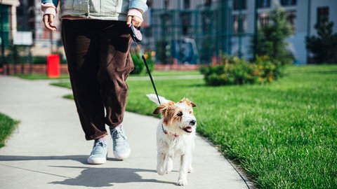 Haustier älter und alt - darauf sollten Sie achten