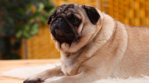 Haustier älter und alt - darauf sollten Sie achten