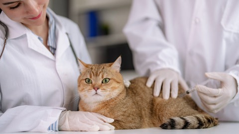 Haustiere alt älter darauf sollten Sie achten