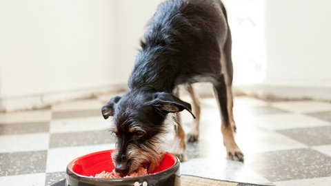 Haustier älter und alt - darauf sollten Sie achten