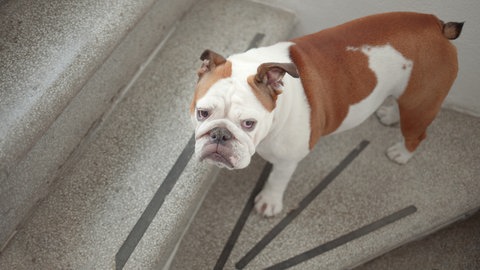 Haustiere alt älter darauf sollten Sie achten