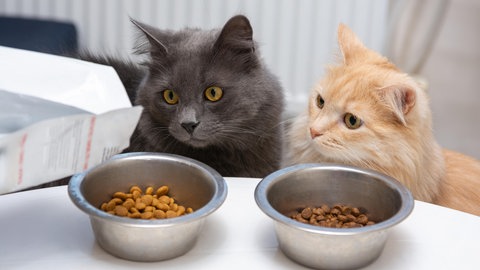 Haustier älter und alt - darauf sollten Sie achten