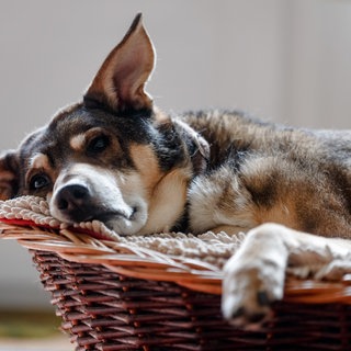 Haustier älter und alt - darauf sollten Sie achten