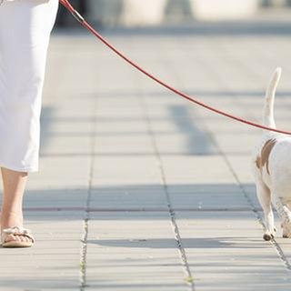 Eine Frau geht mit ihrem Hund spazieren