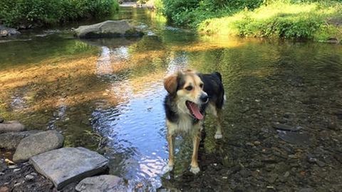 Hund steht in einem Bach und hechelt