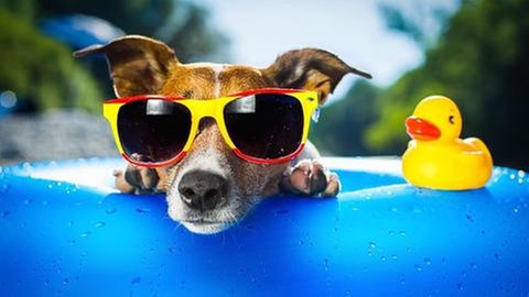 Ein Hund mit Sonnenbrille liegt im Swimmingpool