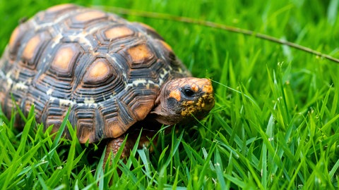Schildkröte im Gras
