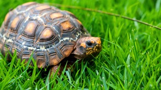 Schildkröte im Gras
