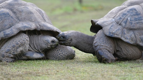 Zwei Riesenschildkröten