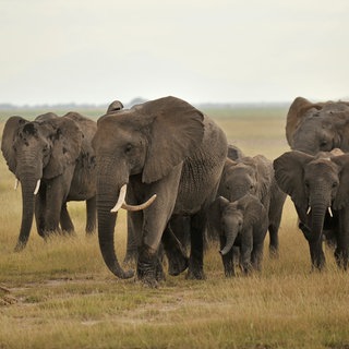 Elefanten in der Savanne