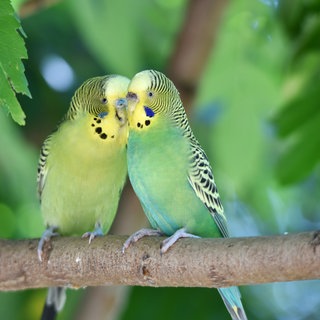 2 Wellensittiche auf dem Baum