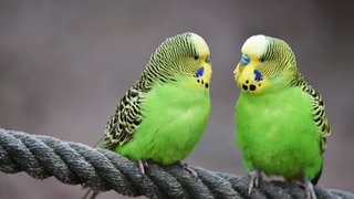 Zwei Wellenstittich auf einem Ast