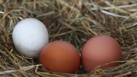 Vögel im Frühling - was sie beachten müssen