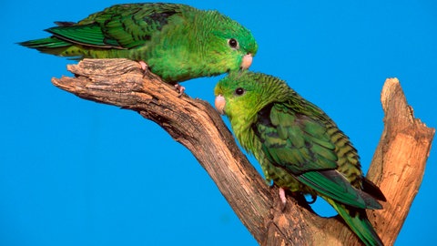 Vögel im Frühling - was sie beachten müssen