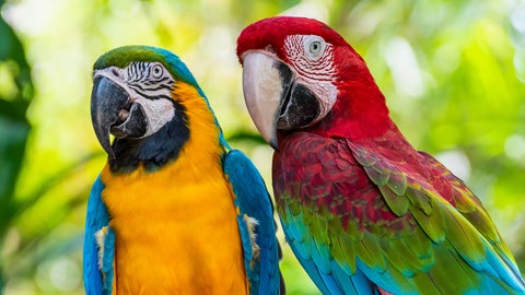 Vögel im Frühling - was sie beachten müssen