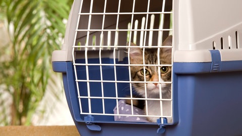 Katze in Transportbox