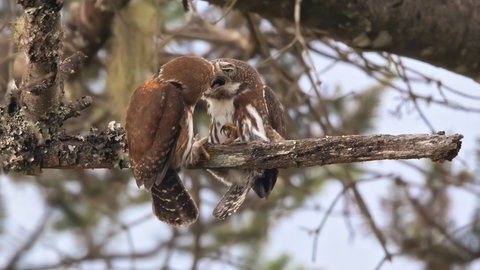 Die Partnersuche bei Eulen funktioniert noch ohne Parship oder Twitter - teilweise durch durchdringendes Balzheulen wird die Liebe im Wald in die Wege geleitet