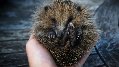 Kleiner Igel auf einer Hand: Experten warnen vor der tödlichen Gefahr durch Mähroboter für Igel.