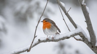 Rotkehlchen sitzt auf einem Ast im Schnee. Wie halten sich Vögel im Winter warm?
