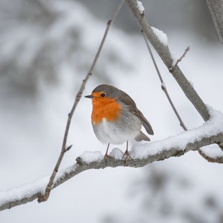 Rotkehlchen sitzt auf einem Ast im Schnee. Wie halten sich Vögel im Winter warm?