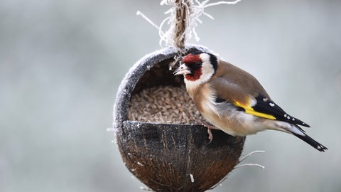 Ein Distelfink (Carduelis carduelis) frisst bei Frost Sonnenblumenkerne aus einer Kokosnuss. Wintervögel haben einige Tricks, um sich vor Kälte zu schützen. Sie essen mehr als sonst.