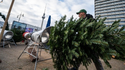 Ein Weihnachtsbaum für den Transport verpackt: Frische Tannenbäume erkennt man daran, dass noch Harz aus ihrem Stamm oder den Ästen läuft.
