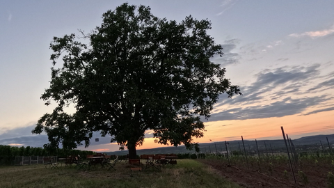 Der alte Nussbaum steht zwischen den Weinbergen in Biebelsheim.