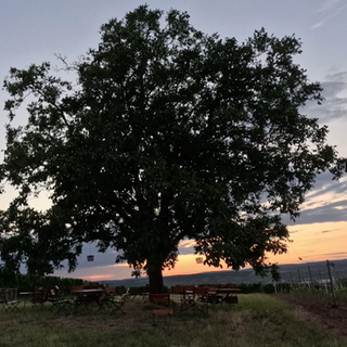 Der alte Nussbaum steht zwischen den Weinbergen in Biebelsheim.