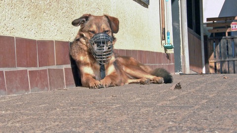 Ein Hund mit Maulkorb im Tierheim Ingelheim