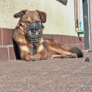 Ein Hund mit Maulkorb im Tierheim Ingelheim