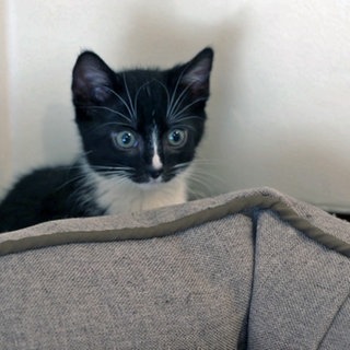 Junge Katze hinterm Sofa