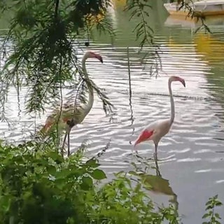 Mainzer Flamingos ziehen im Mannheimer Luisenpark ein