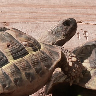Nach elf Monaten: Schildkröte Marla ist wieder zuhause