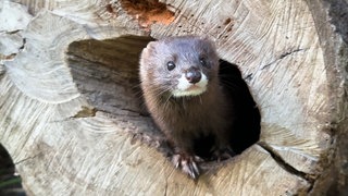 Nerz-Nachwuchs im Zoo Neuwied