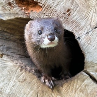Nerz-Nachwuchs im Zoo Neuwied