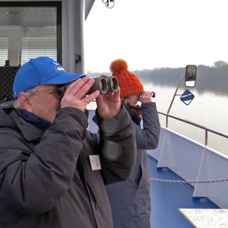 Auf dem Rhein können Wasservögel bei einer geführten Schiffstour beobachtet werden.