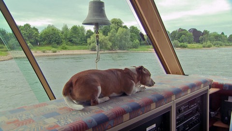 Der Jack Russel Terrier Jack ist "Matrose" auf dem Fahrgastschiff Theresia