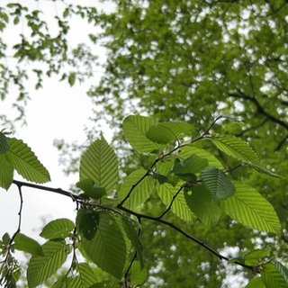 Ein Zweig mit grünen Blättern