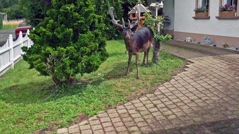 Damhirsch Henry in einem Vorgarten im Eifeldorf Büdesheim