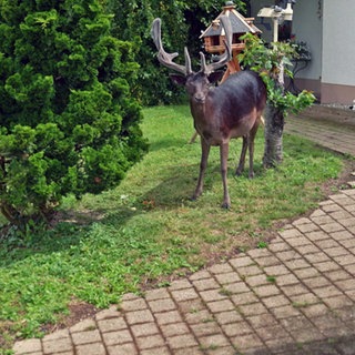 Damhirsch Henry in einem Vorgarten im Eifeldorf Büdesheim