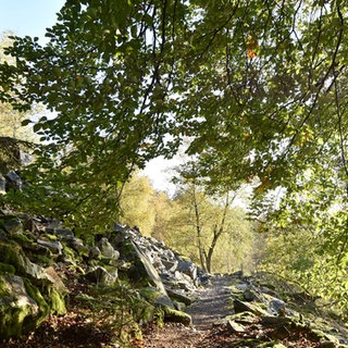 Der Nationalpark Hunsrück-Hochwald.