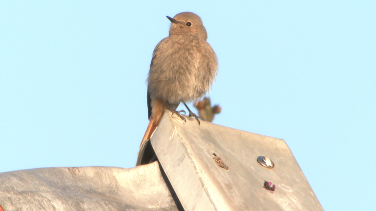 Vogel des Jahres Hausrotschwanz Name