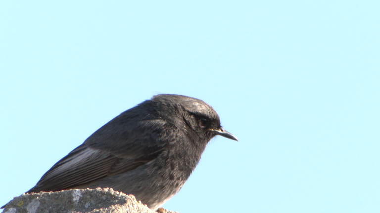 Vogel des Jahres Hausrotschwanz Männchen