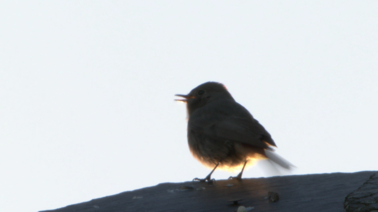 Vogel des Jahres Hausrotschwanz Sonnenaufgang
