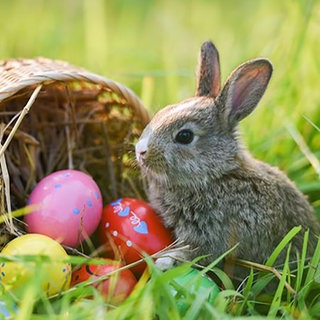 Hase im Gras mit Ostereiern