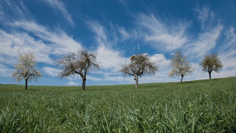 Rundwanderweg Wäller Tour Iserbachschleife im Westerwald: Blick auf vier Bäume auf einer Wiese
